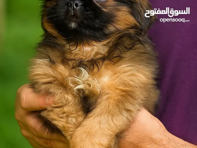 أجمل ولاد بكنواه اهالى مستورده