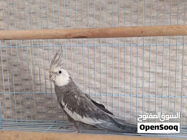 كوكتيل وايت فيس