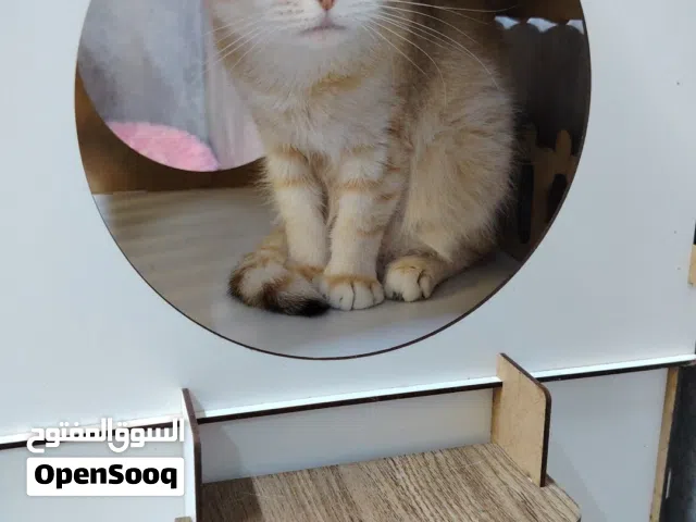 سكوتش فولد ny12 tabby.. العمر 5.5 سنوات