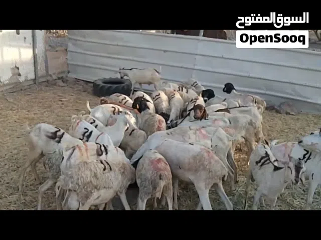 صوماليات كبشان وتيوس عليهن عرض خاص بسعر ممتاز