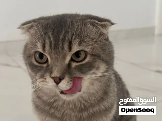 قط سكوتش فولد ذكر