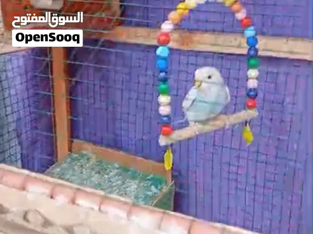 سلام عليكم اقره الوصف بدون زحمه طيور حب مع قفص مالتهن وربي ييررزقكم