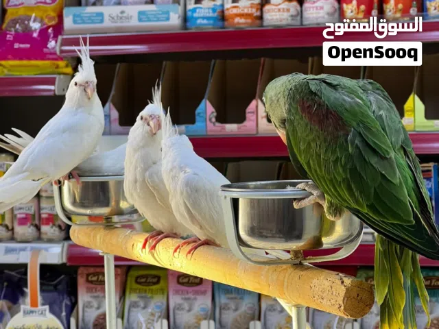 مجموعة طيور للبيع