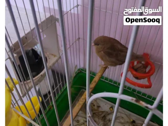 طيور كناري مفولات مبيضات نوع شيرازي هن والقفص