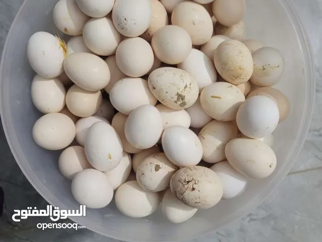 بيض بلدي للبيع
