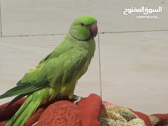 مطلوب نثية درة هندي لهذا الفحل بسعر مناسب مكاني بصرة