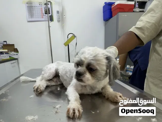 Maltese Shih-Tzu- 8 months old