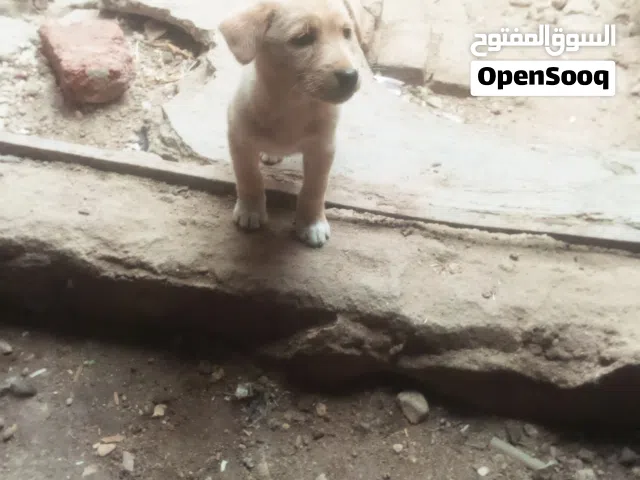 ماكس بي عشر تلاف