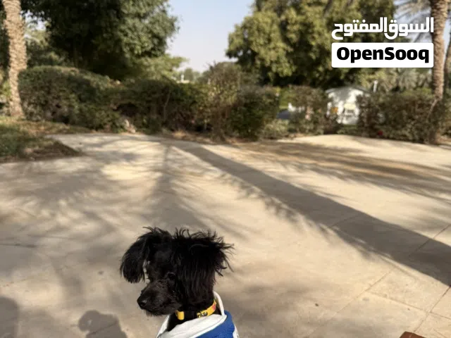 بودل ميني للتبني بالسرعة القصوى لغرض السفر