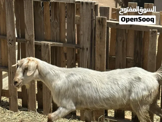 للبيع شاه عاقر