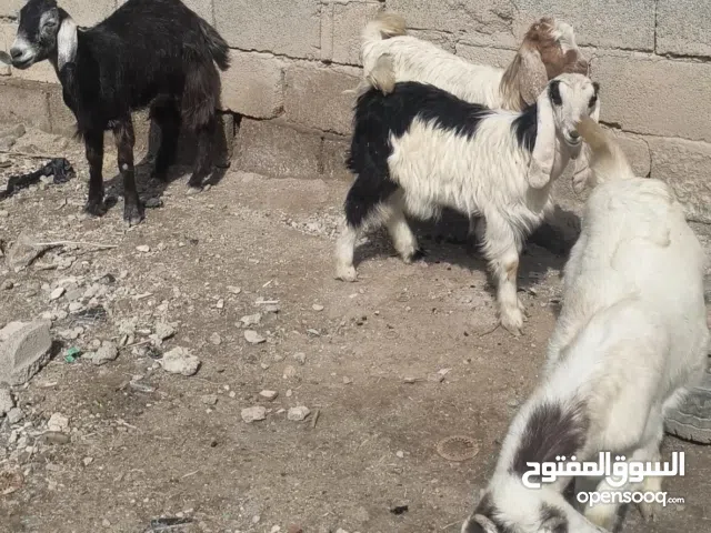 السلام عليكم صخول عدد 5للبيع كلهن نثايه ومال جني وسمان وحلوات ابيع شلع وابيع مفرد