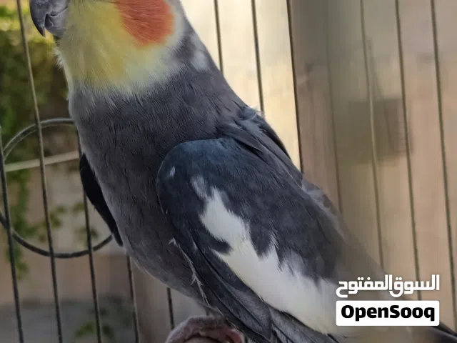دكر كوكتيل حبشي نضيف خالي الأمراض  ريش منضم
