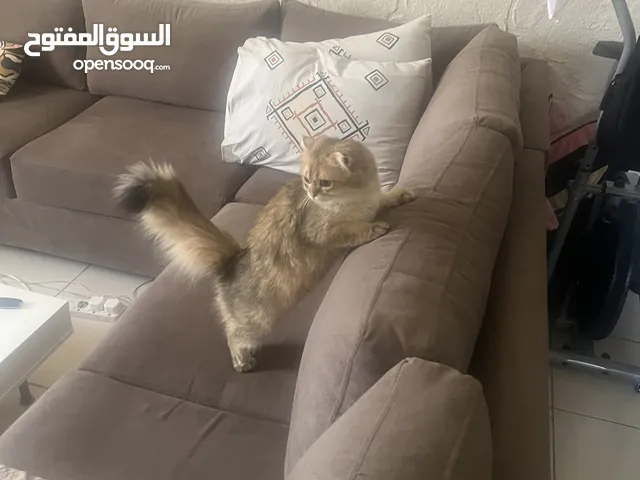 ذكر .سكوتش فولد لونق هير