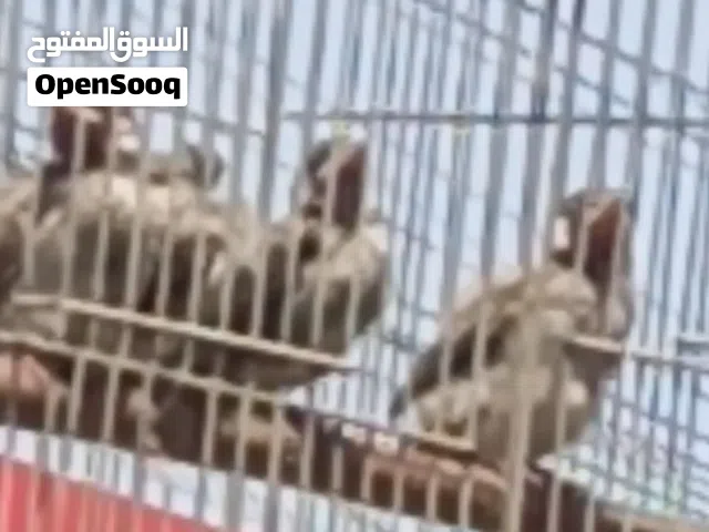افراخ بلابل   ابو الخصيب حمدانج