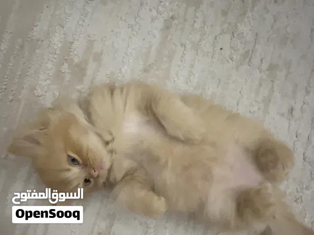 قط ذكر العمر شهرين male sherazy cat