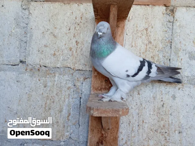 مكاوي ازرق نااار