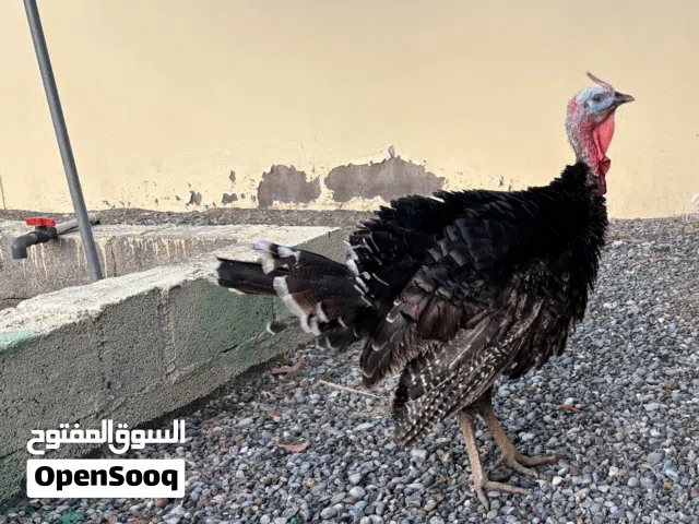 ديك رومي للبيع