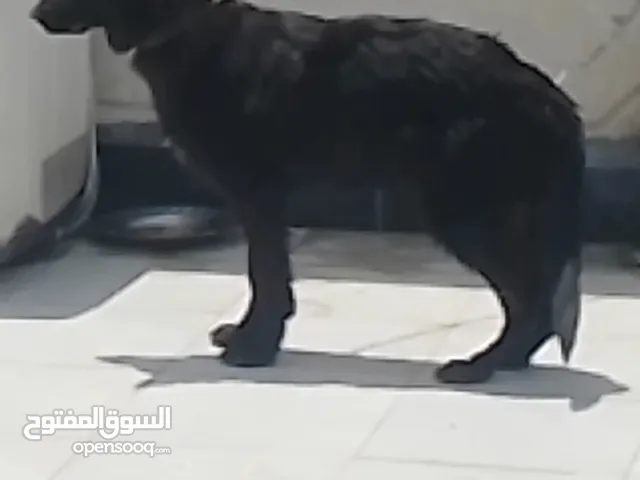 كلبة ثنية العمر 4 اشهر ونص. جيرمن ابلاك