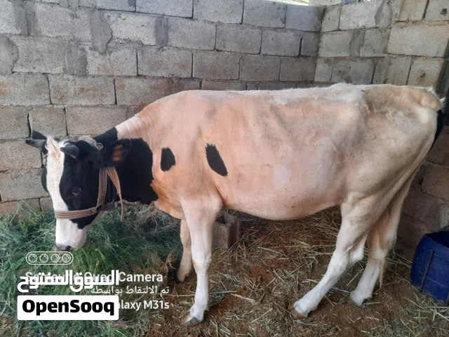 السلام عليكم عندي بقرا للبيع
