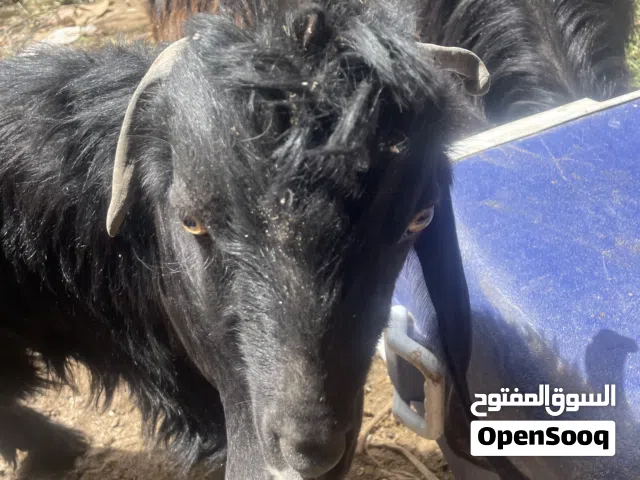 جديان اثنين دحيوي مع حمله للبيع بسعر مغري