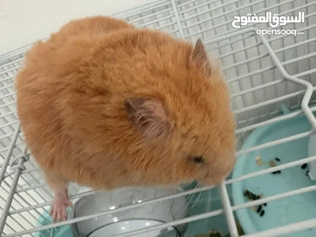 حيوان هامستر