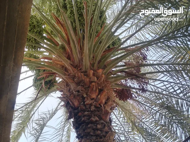 رايد عامل تفريد نخيل
