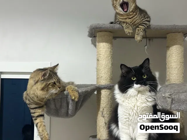 قطط مكس شيرازي تركي و همالاين للتبني  Turkish Shirazi & Himalayan Mix Cats for Adoption