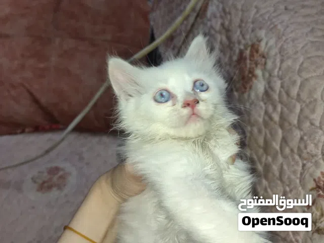 قط زينة صغير عمر شهرين