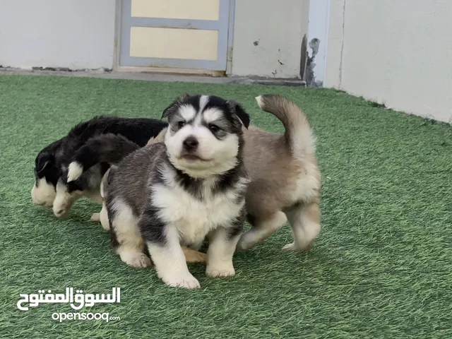 كلاب للبيع : موقع #1 في عُمان : جيرمن شيبرد : هسكي : بيتبول : كلاب للبيع  وللتبني