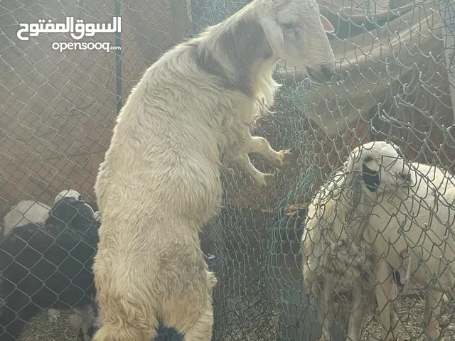 خروف للبيع نعيمي