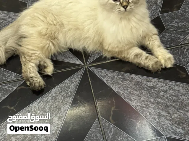 قطط للتبني هيمالايا وشيرازي ابيضّ