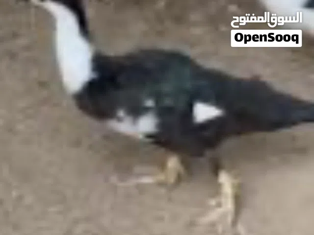بط للبيع انتاج منزلي