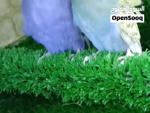 طيور حب هاجرمو طيور مبزرات عراقيات محجلات