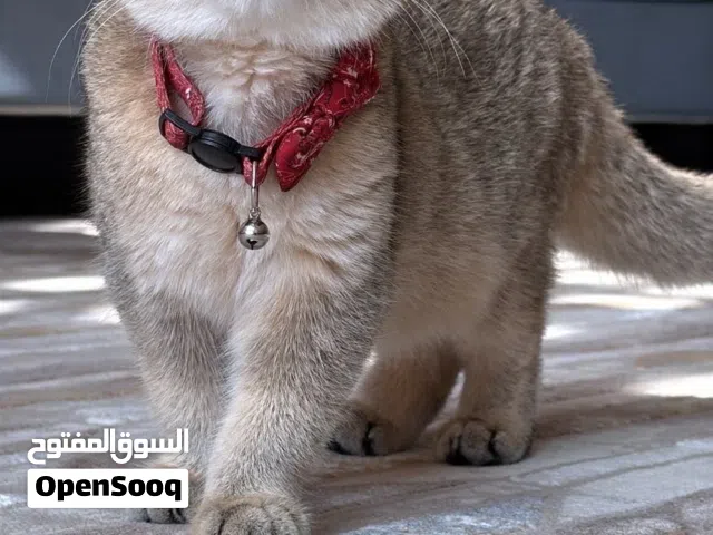 للبيع سكوتش فولد الوانهم مميزه