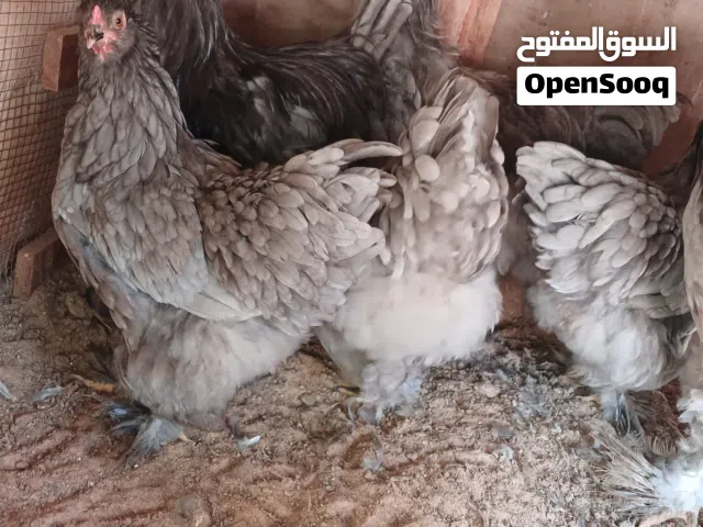 كوبيه برهما رصاصي 3 دجاج و 2 ديك تبارك الرحمن