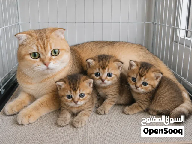 Premium Scottish Fold & British Shorthair Kittens – Now Open for Reservation!