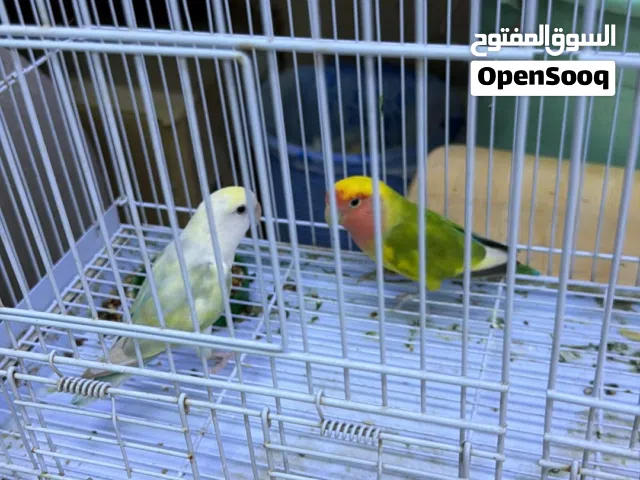 طيور روز للبيع
