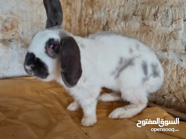 ذكر هجين بابيون صحه وحجم