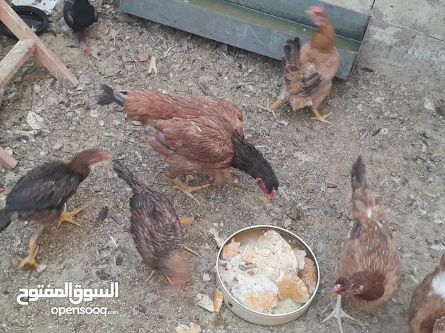 بحاله ممتازه بالصلاة على النبي البيع بسبب عدم التفرغ والله يبارك لصاحب النصيب والله تب نضافه