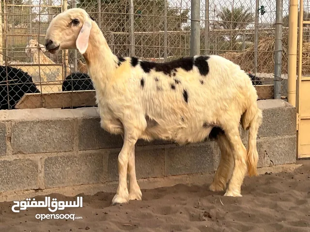 جاعدة نجديه الحجم الضخم جدا ما شاء الله