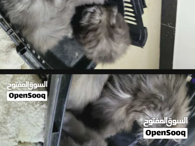 قط شيرازي أصلي  العمر شهرين، أليف ولعوب وبصحة ممتازة، لونه رمادي ملكي أنيق وجذاب. مناسب جدًا للترب