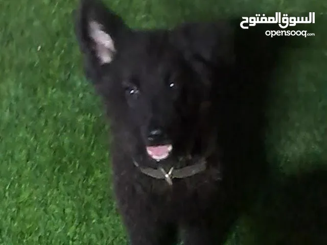 بلاك جاك كنج سايز لونج هير للبيع