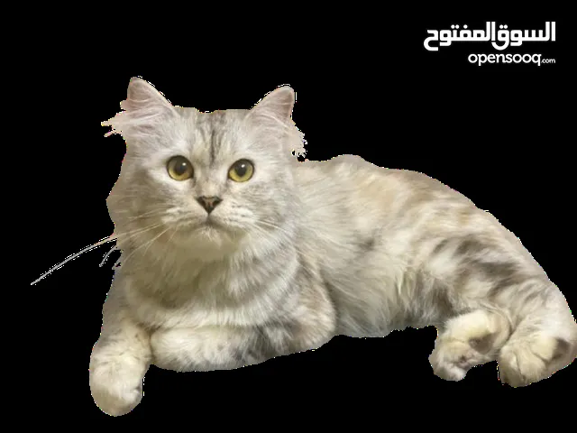 Siberian White cat