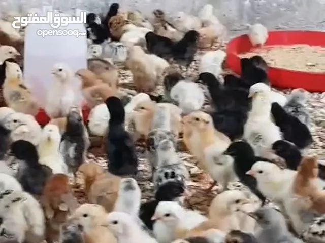 متوفر صيصان مكس الفيومي الفرنسي اعمار 10ايام بفضل الله بصحه ممتاز