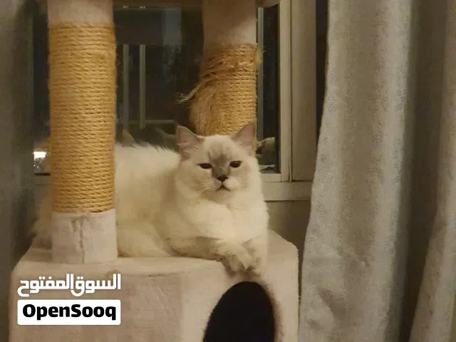 قطة هملايا