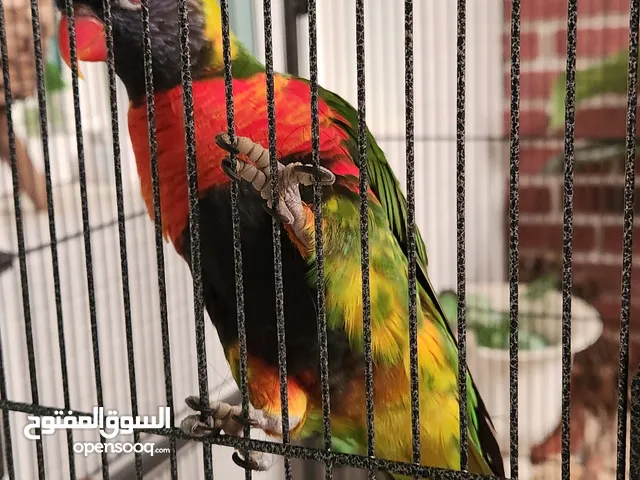 ببغاء لوري مررح جدا للبيع