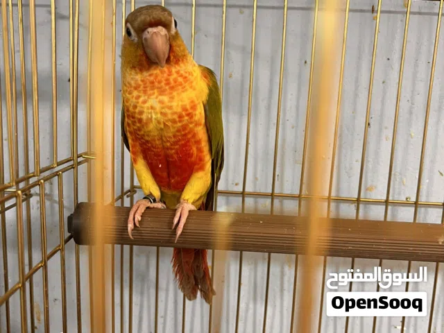 ببغاء جرين شيك طفرة هاي ريد أليف مزرعة فطم يدوي آية بالجمال بداية كلام عرض الجمعة تابع الوصف