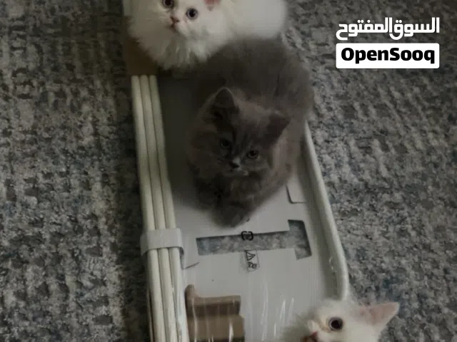 قطط صغيره عمر 4شهور