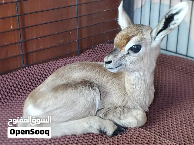 غزال الدماني