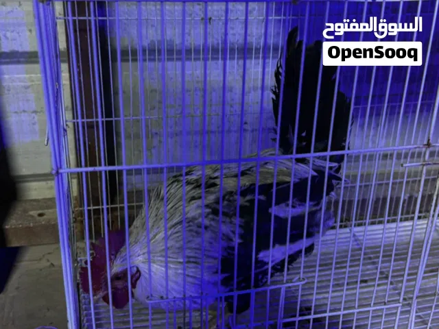 دجاج للبيع